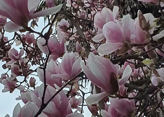 拉科珀塔莉卡玛塔住宿加早餐酒店 3* 锡耶纳